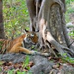 Jim Corbett National Park Uttrakhand India