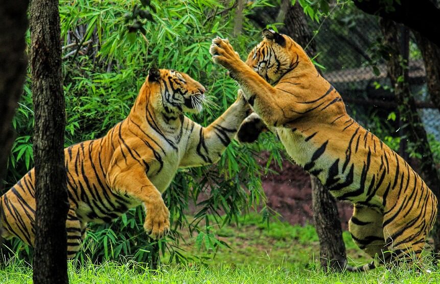 Royal Bengal Tiger In India