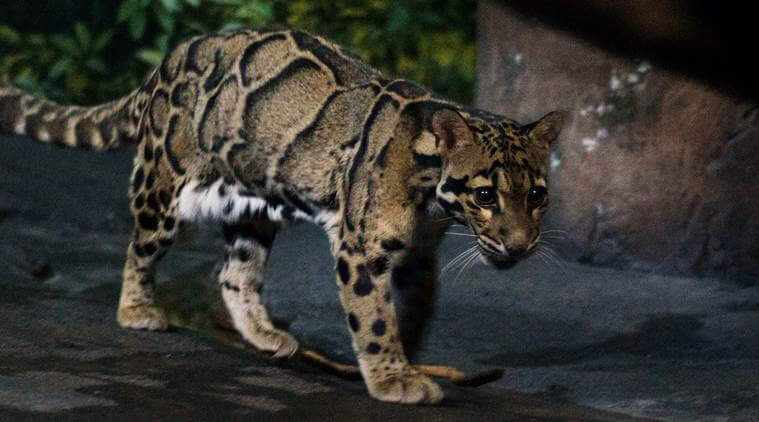 Clouded Leopard Bhutan