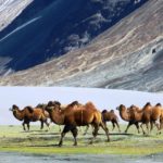 Bactrian Camels in Nubra Valley