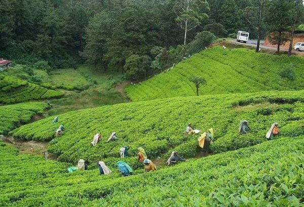 Happy Valley Tea Estate