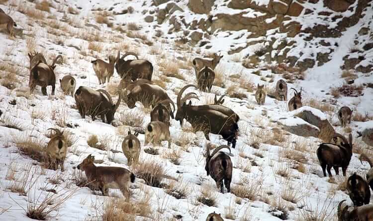 Hemis National Park Ladakh - One of the 10 lesser known places in Jammu and Kashmir