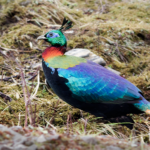 Himalayan_Monal_Male_Sikkim_India