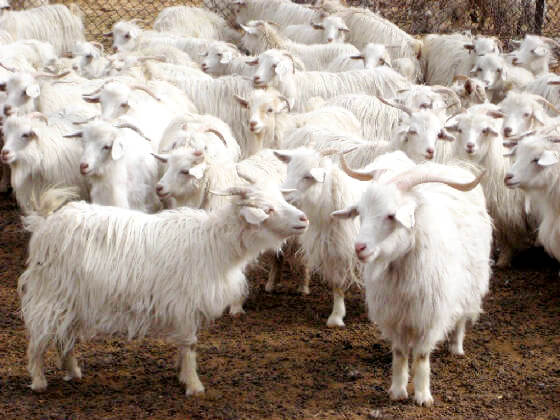 Pashmina Goat