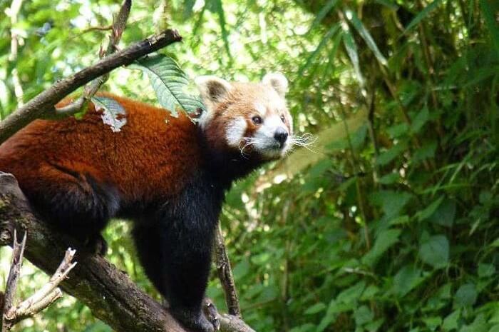 Red Panda at Singalila National Park - One of the 9 Best Places To Visit in Darjeeling