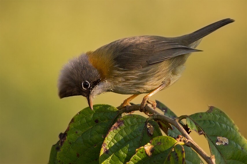 Yuhina_bird-from-Eaglenest_Wildlife_Sanctuary_Arunachal_Pradesh_India