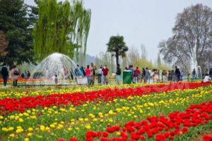 Kokernag Rose Garden