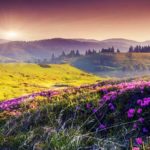 Valley of Flowers