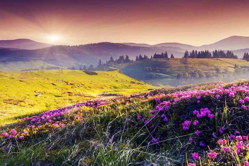 Valley of Flowers