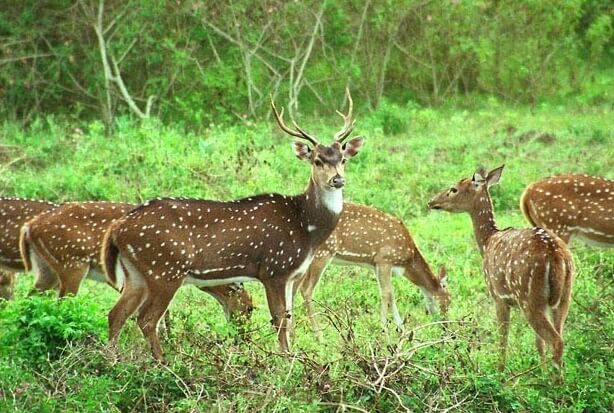 Nanda Devi National Park