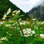 valley-of-flower-uttarakhand-2