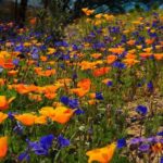 valley-of-flowers-uttarakhand3