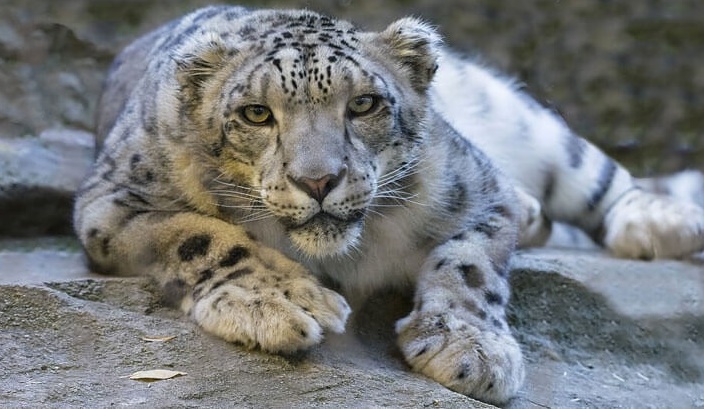 Wildlife Of Pin Valley