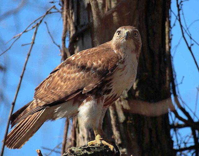 10 Most Dangerous Birds In The World