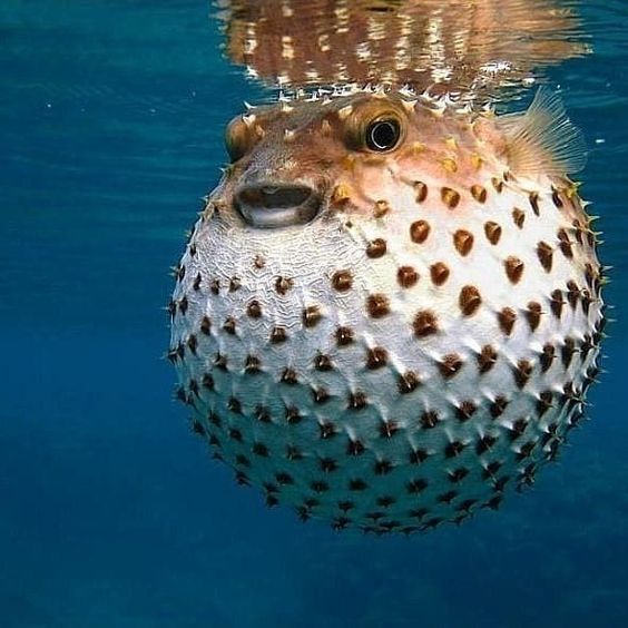 12 Most Dangerous Water Animals in the World