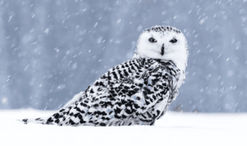 snowy owl