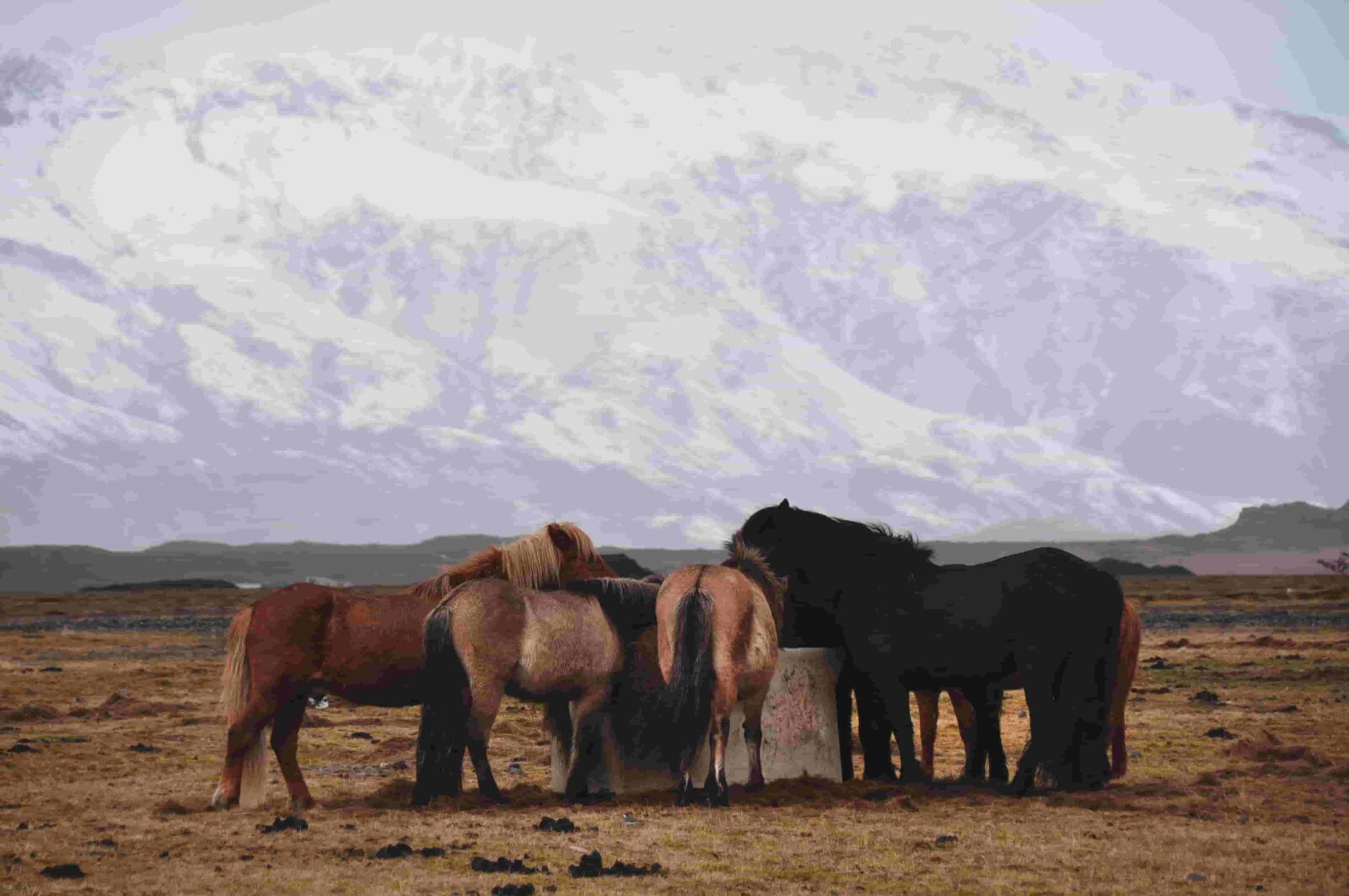 Iceland special horse breed