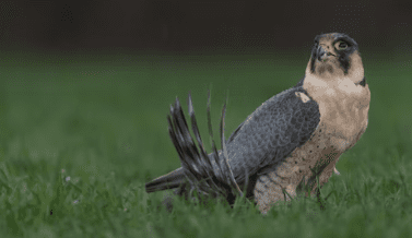 peregrine falcon