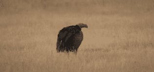 lappet face vulture