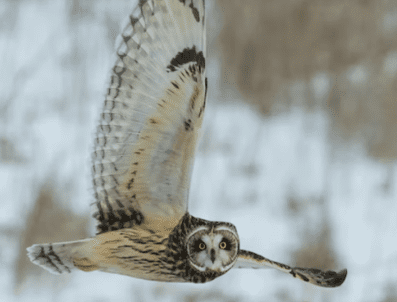 great horned owl