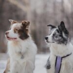 Animal Sentience Committee letter regarding the recently published animal welfare strategy - Photo by Екатерина Шинкаренко on Pexels