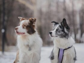 Animal Sentience Committee letter regarding the recently published animal welfare strategy - Photo by Екатерина Шинкаренко on Pexels