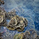 Closed Reefs Cost Money. A Colombian Coral Island May Have The Solution. - Photo by Quang Nguyen Vinh on Pexels