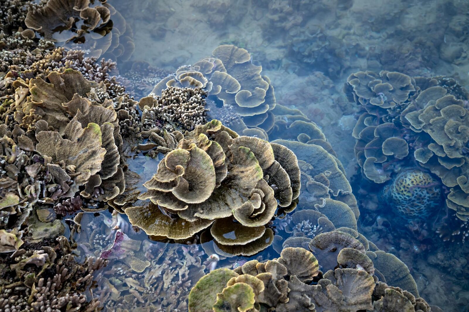 Closed Reefs Cost Money. A Colombian Coral Island May Have The Solution. - Photo by Quang Nguyen Vinh on Pexels