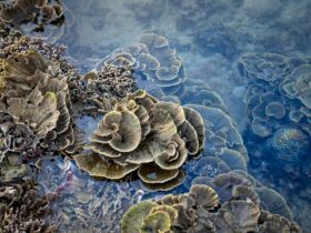 Closed Reefs Cost Money. A Colombian Coral Island May Have The Solution. - Photo by Quang Nguyen Vinh on Pexels