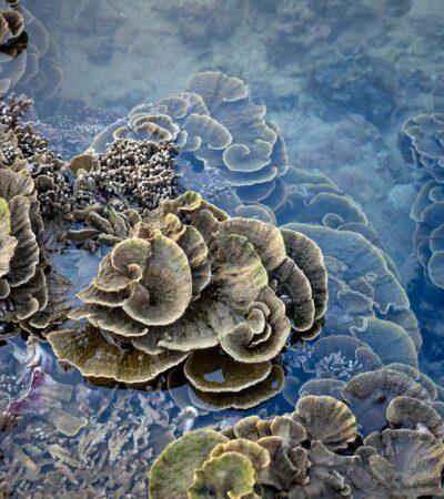 Closed Reefs Cost Money. A Colombian Coral Island May Have The Solution. - Photo by Quang Nguyen Vinh on Pexels