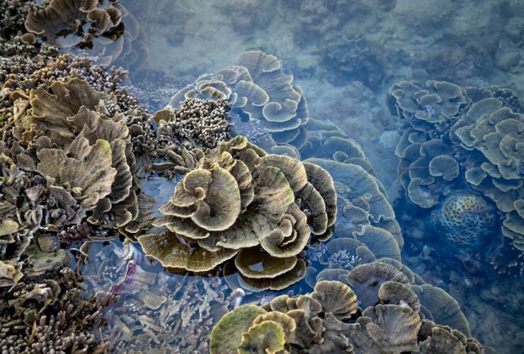 Closed Reefs Cost Money. A Colombian Coral Island May Have The Solution. - Photo by Quang Nguyen Vinh on Pexels