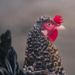 Bird flu (avian influenza): latest situation in England - Photo by MAG Photography on Pexels