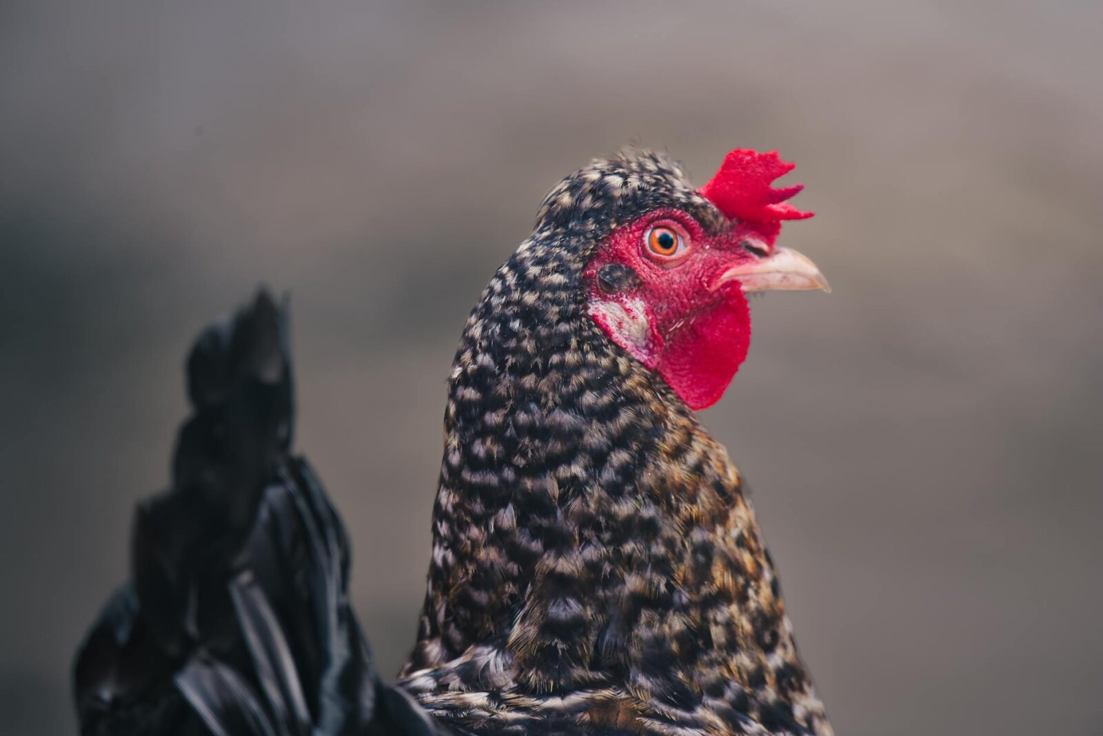 Bird flu (avian influenza): latest situation in England - Photo by MAG Photography on Pexels