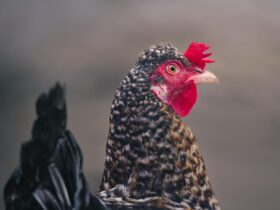 Bird flu (avian influenza): latest situation in England - Photo by MAG Photography on Pexels