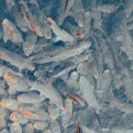 United Utilities guilty plea to action that led to fish deaths - Photo by Kenan Turguç on Pexels