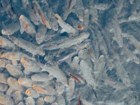 United Utilities guilty plea to action that led to fish deaths - Photo by Kenan Turguç on Pexels