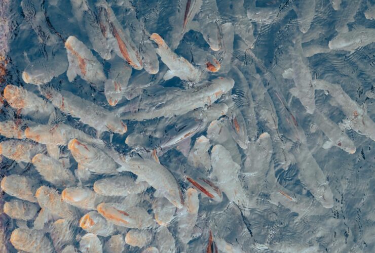 United Utilities guilty plea to action that led to fish deaths - Photo by Kenan Turguç on Pexels