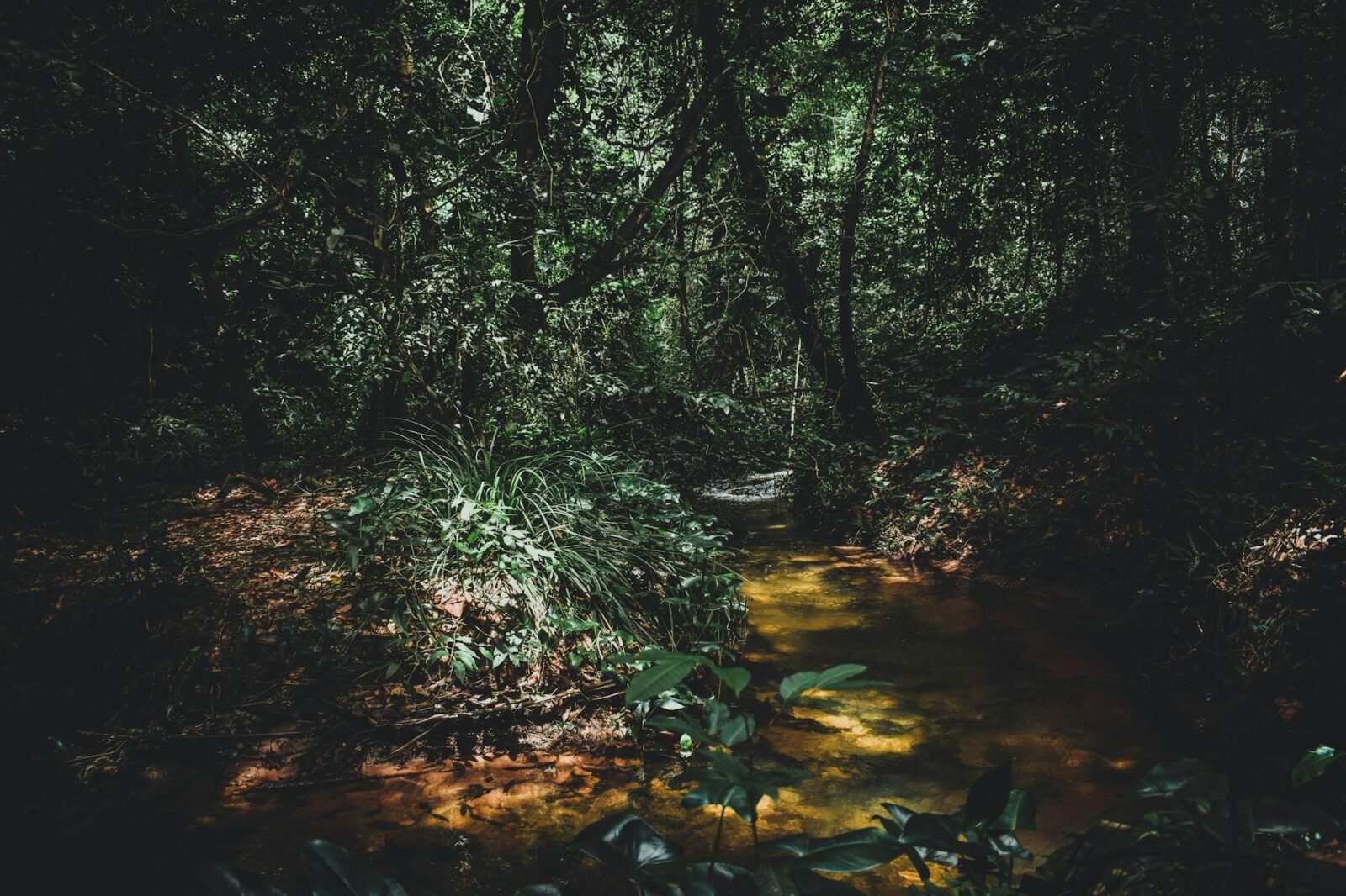 UK Ambassador reflects on UK-DRC partnership in farewell speech - Photo by Matheus Natan on Pexels