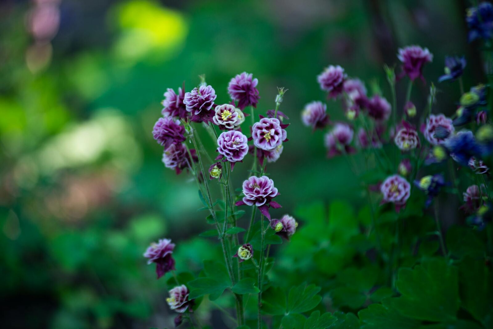 Yosemite’s Wildflower Season Is Starting—Here’s When and Where to See the Best Blooms - Photo by Александр Лич on Pexels