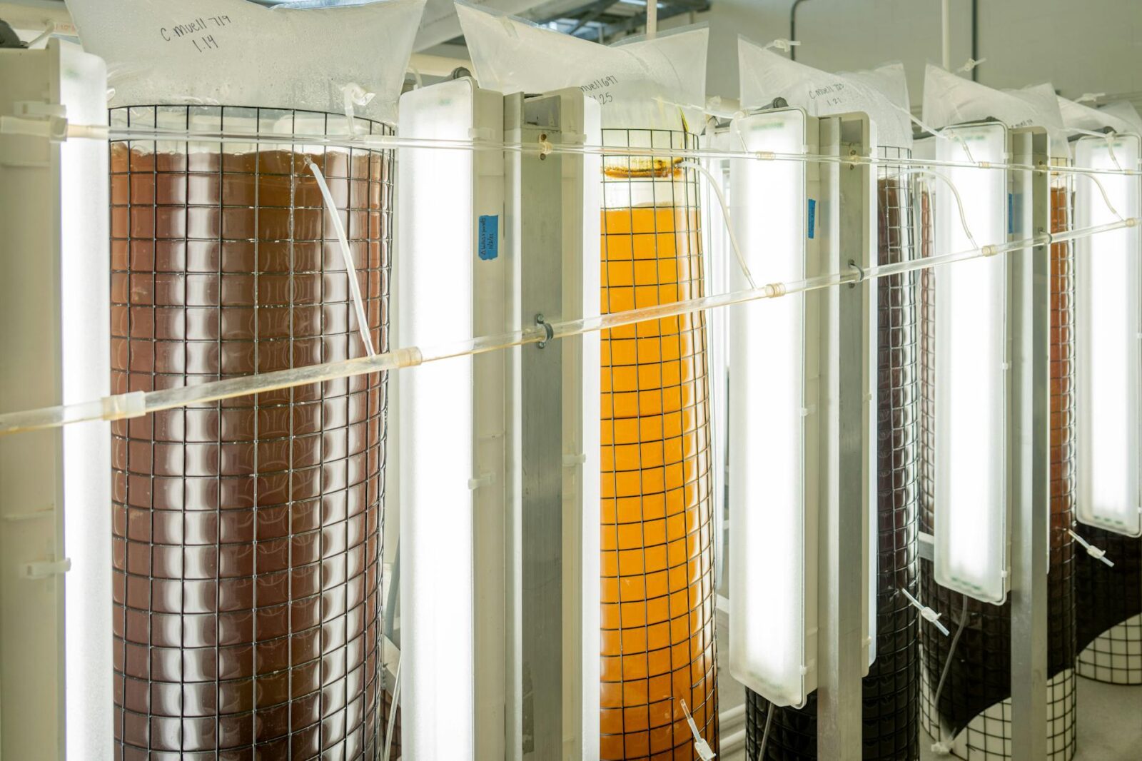 Access Consortium Promise Pilot Pathway - Photo by Mark Stebnicki on Pexels