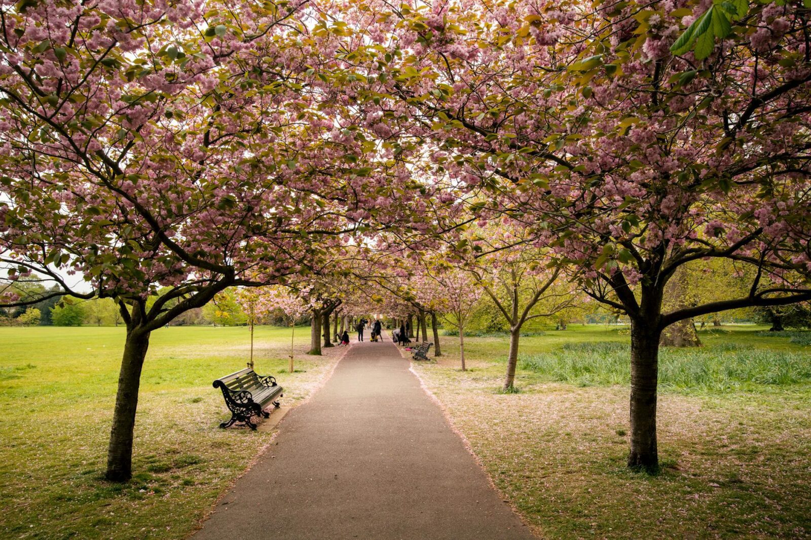 7 Places to See Cherry Blossoms in the US, From Seattle to Brooklyn - Photo by Dimitar Petrov on Pexels