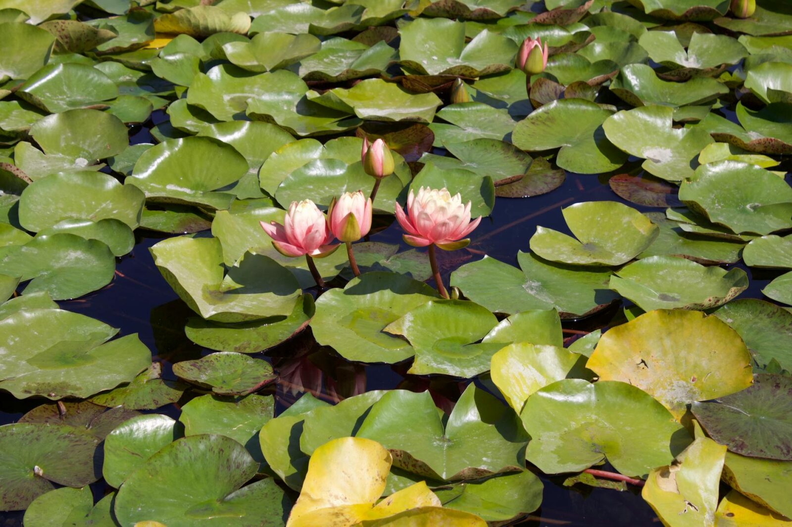These Rare Wildflowers Only Bloom for Weeks Each Year—and the Best Way to See Them Is by Kayak - Photo by Жанна Алимкулова on Pexels