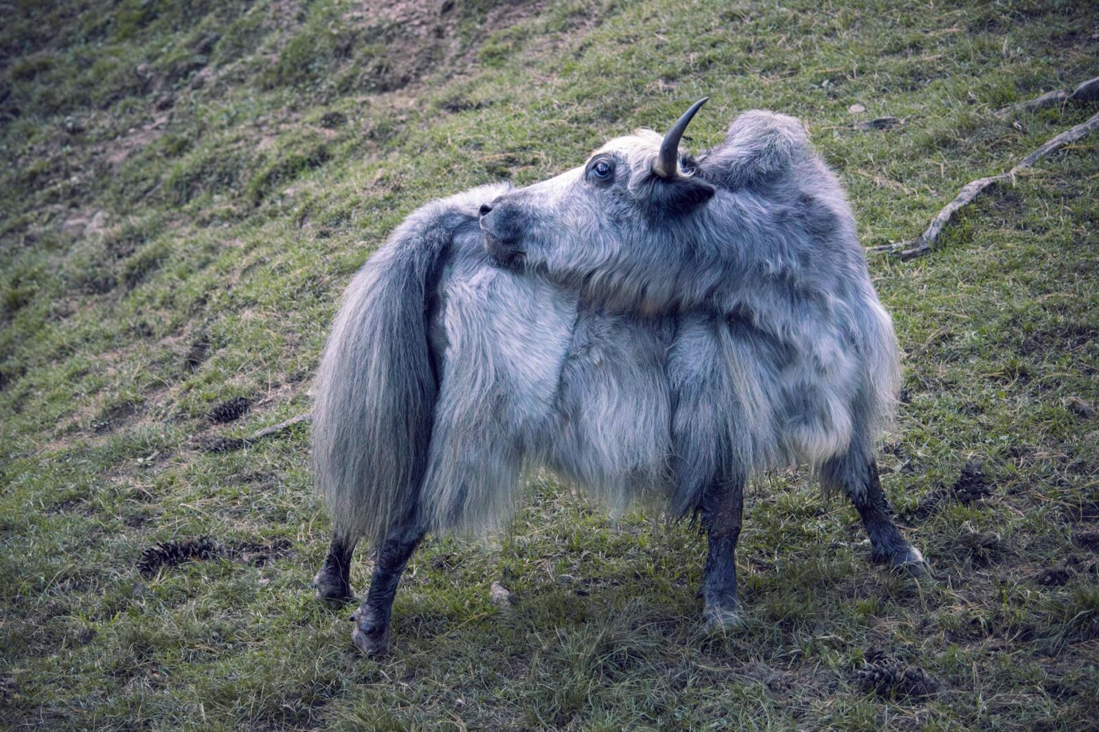 Annapurna Circuit vs Everest Base Camp Which Trek Is Right for You - Photo by Harsh Suthar on Pexels