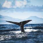 Best Places to Go Whale Watching in California - Photo by Francesco Ungaro on Pexels