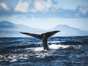 Best Places to Go Whale Watching in California - Photo by Francesco Ungaro on Pexels
