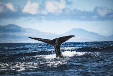 Best Places to Go Whale Watching in California - Photo by Francesco Ungaro on Pexels