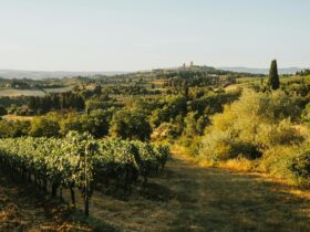 Where Was You, Me & Tuscany Filmed? Behind the Scenes of the Immaculate Italian Locales - Photo by Helena Jankovičová Kováčová on Pexels