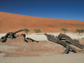 Hariom Travels & Tourism LLC - reshaping the narrative of African tourism - Photo by Hub JACQU on Pexels