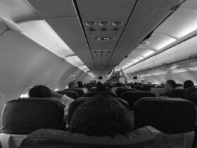 Etihad Airways Makes Travelling with Pets More Accessible - Photo by Plastic Lines on Pexels