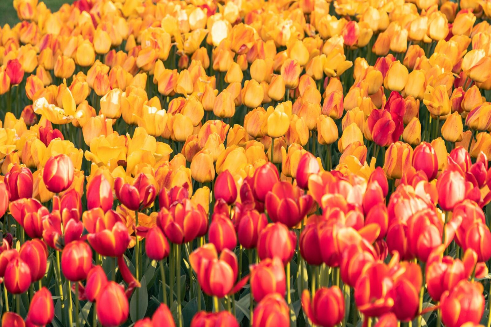 best places to visit in april - Photo by Meriç Tuna on Pexels